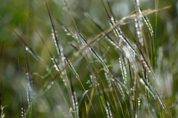 Herbe avec fleur, branche avec feuilles et belles fleurs printanières, flou — Photo