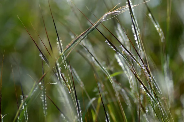 Herbe avec fleur, branche avec feuilles et belles fleurs printanières, flou — Photo