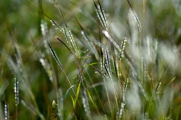 Grass with Flower, branch with leaves and Beautiful spring flowers, blur — Stock Photo, Image