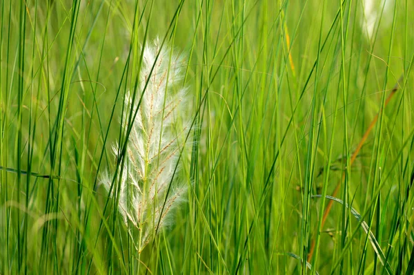 Gras mit Blume, Zweig mit Blättern und schönen Frühlingsblumen — Stockfoto