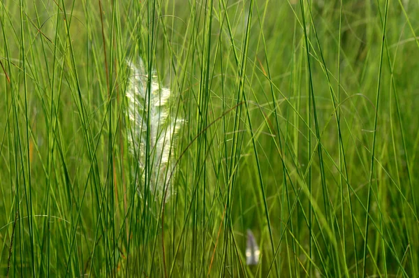 Grass with Flower, branch with leaves and Beautiful spring flowers — Stock Photo, Image