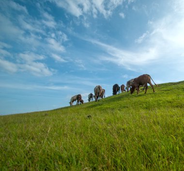 Yemyeşil çim sahada otlayan inekler