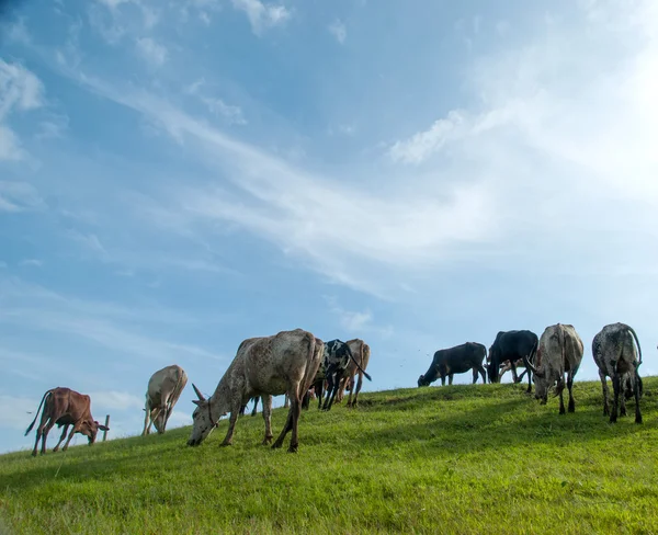 Vacas pastando em campo de grama exuberante — Fotografia de Stock