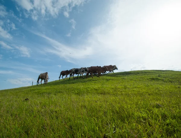 Vacas pastando em campo de grama exuberante — Fotografia de Stock