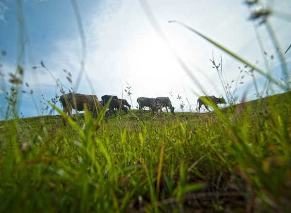 Vacas pastando em campo de grama exuberante — Fotografia de Stock