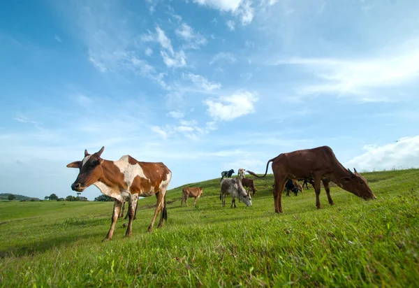 Kühe grasen auf saftigen Wiesen — Stockfoto