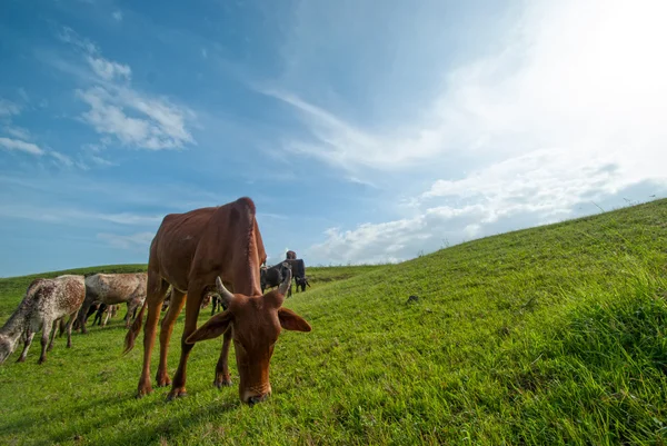 Vaches broutant sur un champ d'herbe luxuriante — Photo