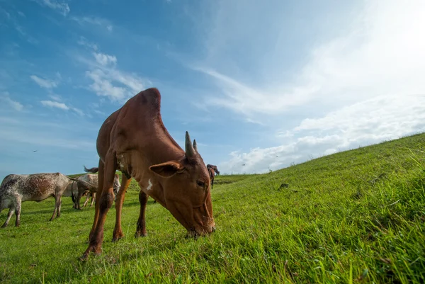 Koeien grazen in weelderige grasveld — Stockfoto