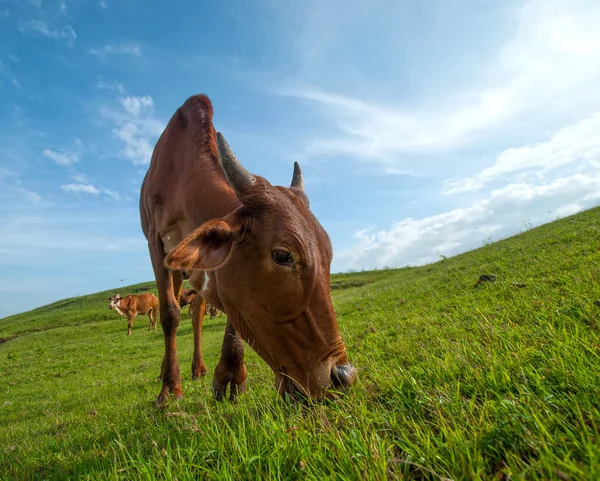 Vacas pastando em campo de grama exuberante — Fotografia de Stock