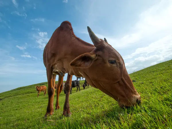 Vacas pastando em campo de grama exuberante — Fotografia de Stock