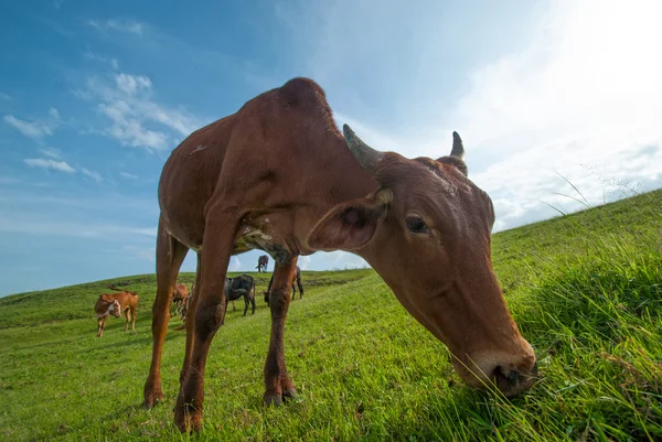 Vacas pastando em campo de grama exuberante — Fotografia de Stock