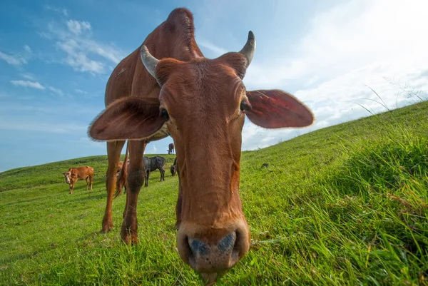 Vacas pastando em campo de grama exuberante — Fotografia de Stock