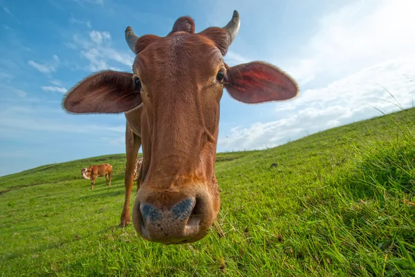 Kühe grasen auf saftigen Wiesen — Stockfoto