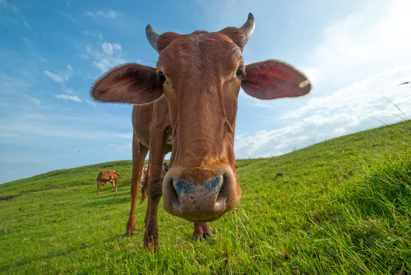 Kühe grasen auf saftigen Wiesen — Stockfoto
