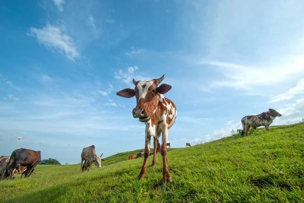 Kühe grasen auf saftigen Wiesen — Stockfoto