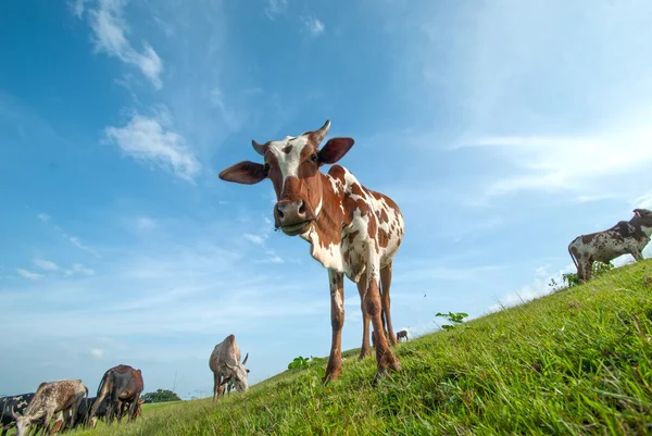 Vacas pastando em campo de grama exuberante — Fotografia de Stock