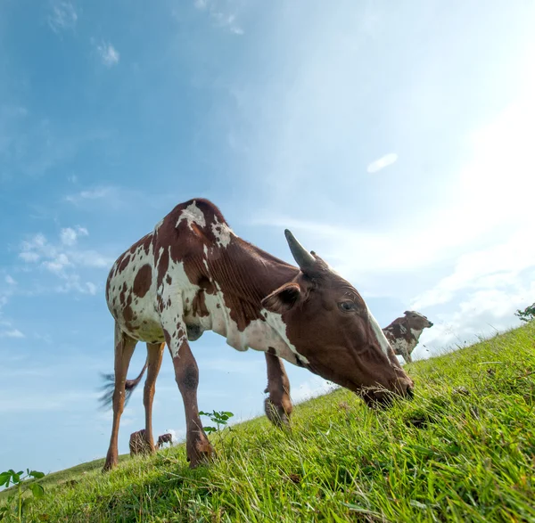 Vaches broutant sur un champ d'herbe luxuriante — Photo