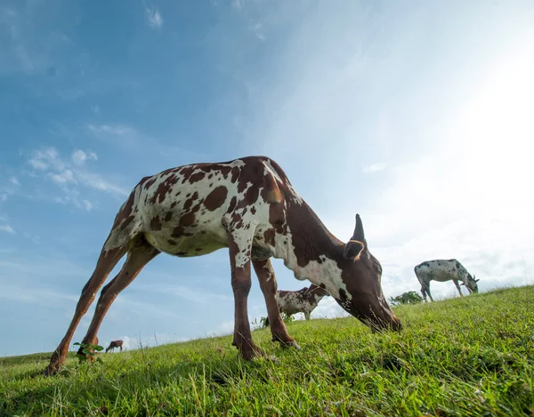 Vacas pastando em campo de grama exuberante — Fotografia de Stock