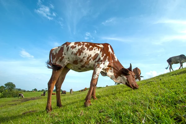 Kühe grasen auf saftigen Wiesen — Stockfoto