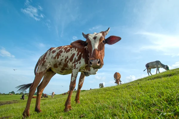 Vacas pastando em campo de grama exuberante — Fotografia de Stock