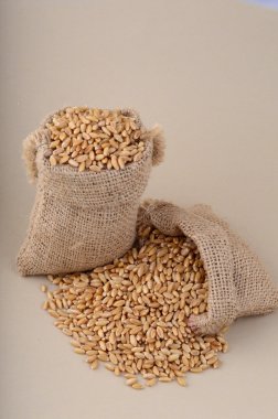Buğday küçük torbalarda