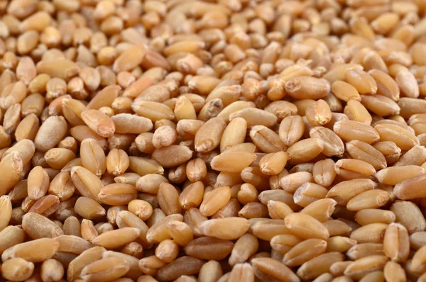 Wheat grains as agricultural background — Stock Photo, Image