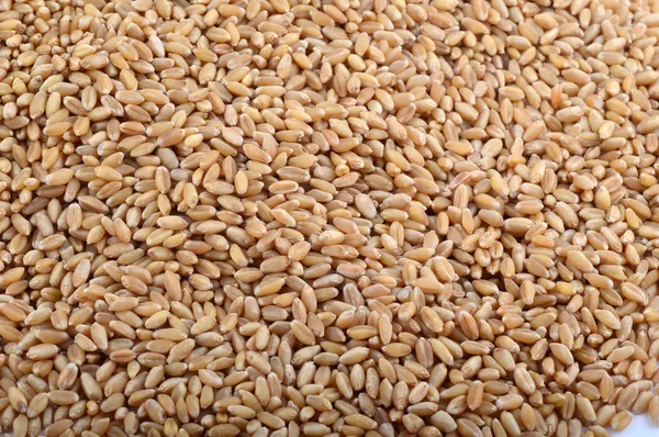 Grains de blé comme fond agricole — Photo