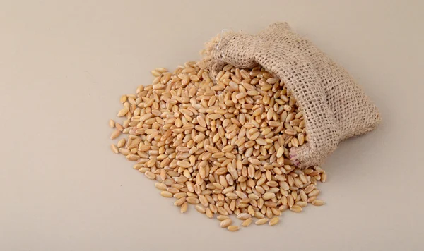 Wheat in small sack — Stock Photo, Image