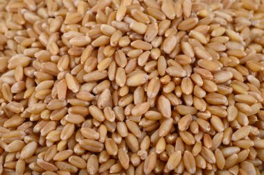 buğday tahıl tarım arka plan olarak