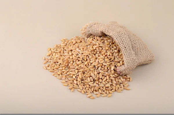 Wheat in small sack — Stock Photo, Image