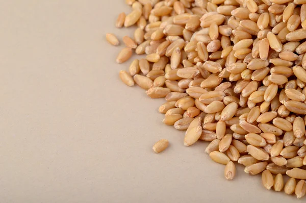 Heap of Wheat grains — Stock Photo, Image