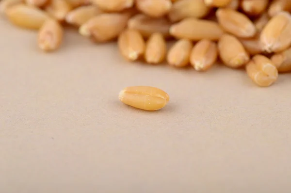 Cumulo di chicchi di grano — Foto Stock