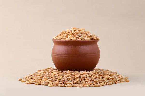 Wheat grains in clay pot with heap Stock Image