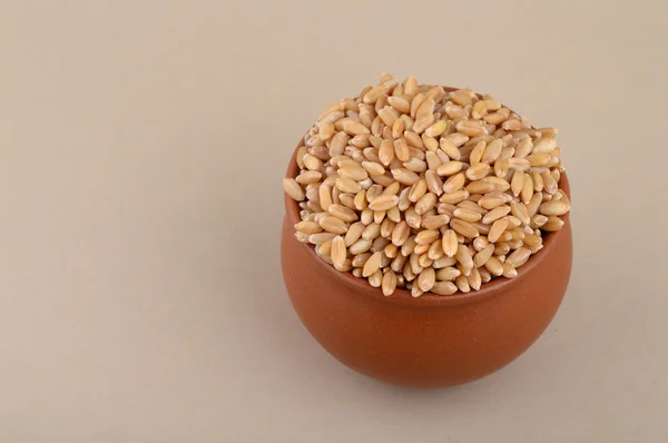 Зерна пшеницы в глиняном котле — стоковое фото