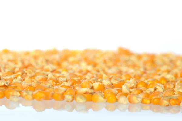 Heap of Dried corn used for making popcorn — Stock Photo, Image