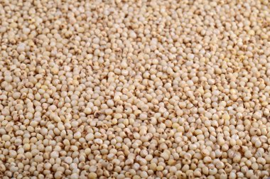 Jowar (sorgum) düzenlemek arka plan olarak, kapat.