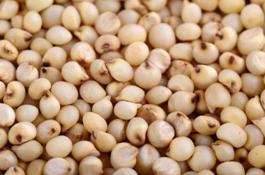 Jowar (sorgum) düzenlemek arka plan olarak, kapat.