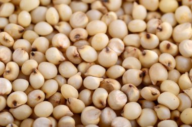 Jowar (sorgum) düzenlemek arka plan olarak, kapat.