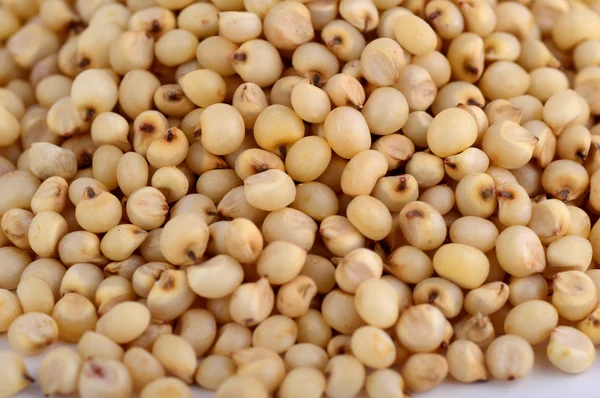 Jowar (Sorgo) organizar como fundo, Fechar . — Fotografia de Stock