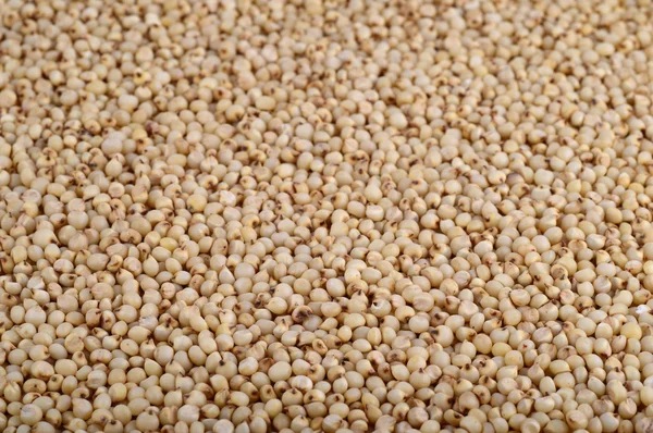 Sorghum (Sorghum) regelen als achtergrond, Close up. — Stockfoto