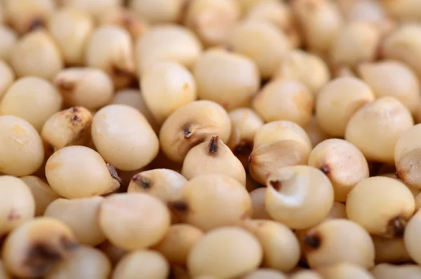 Jowar (Sorgo) organizar como fundo, Fechar . — Fotografia de Stock