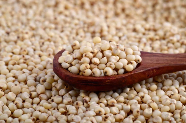 Close up de Jowar (Sorgo) com colher de madeira . — Fotografia de Stock