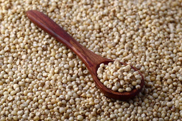 Close up of Jowar (Sorghum) with wooden spoon. — Stock Image Close up of Jowar (Sorghum) with wooden spoon. Stock Picture