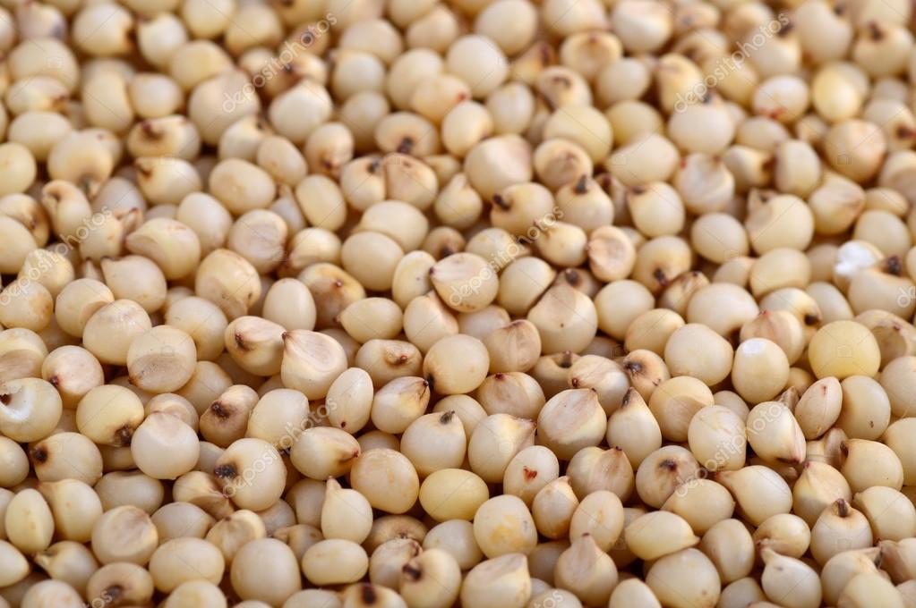 á vegetarian stock pictures royalty free jowar images download on depositphotos https depositphotos com 72894819 stock photo jowar sorghum arrange as background html