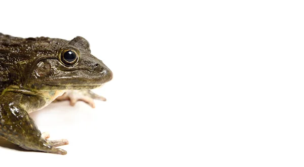 Frog on White — Stock Photo, Image