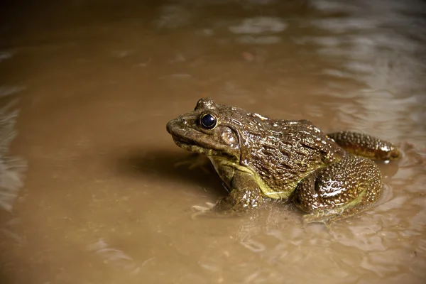 Kikker uit water — Stockfoto