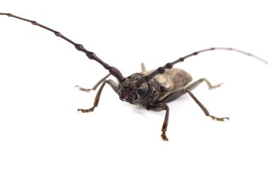 Beyaz bir arka plan üzerinde izole matkap (Batocera rufomaculata)