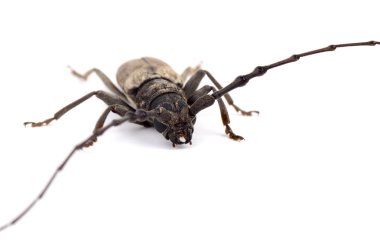 Beyaz bir arka plan üzerinde izole matkap (Batocera rufomaculata)