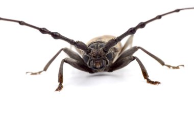 Beyaz bir arka plan üzerinde izole matkap (Batocera rufomaculata)