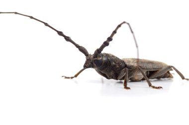 Beyaz bir arka plan üzerinde izole matkap (Batocera rufomaculata)